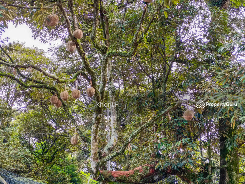 Agricultural Land for Sale in Bukit Mertajam (Penang) - Khor LH - PropertyGuru.com.my