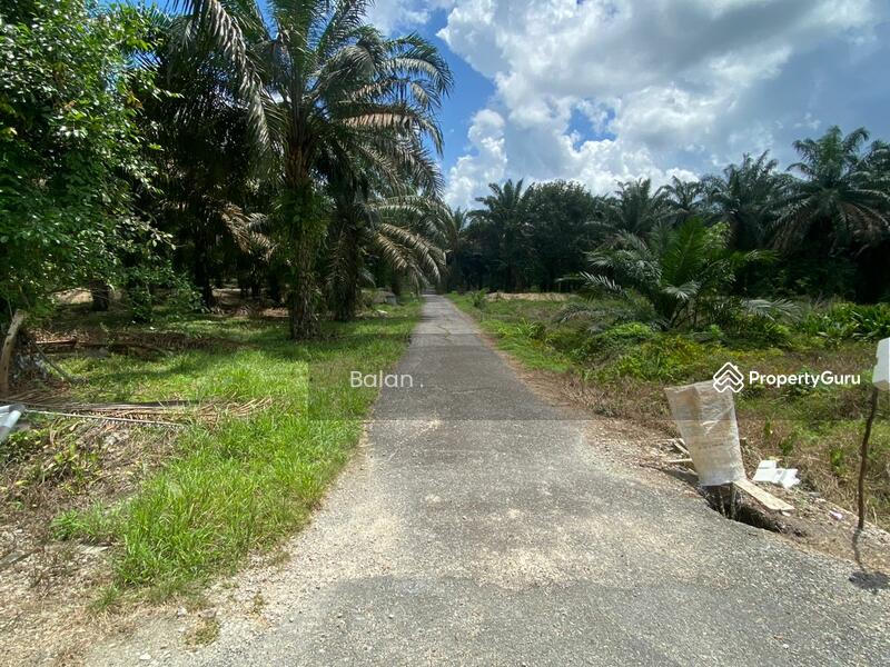 5 ACRE PALM OIL LAND LAYANG LAYANG KLUANG JOHOR, Kluang, Johor