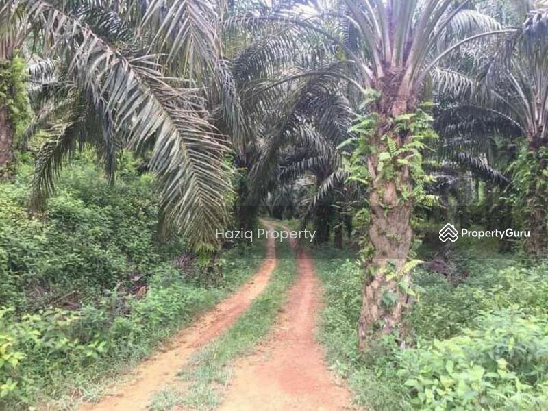 Tanah Kebun Kelapa Sawit (Karangan Kulim), Kulim, Kedah, Agricultural