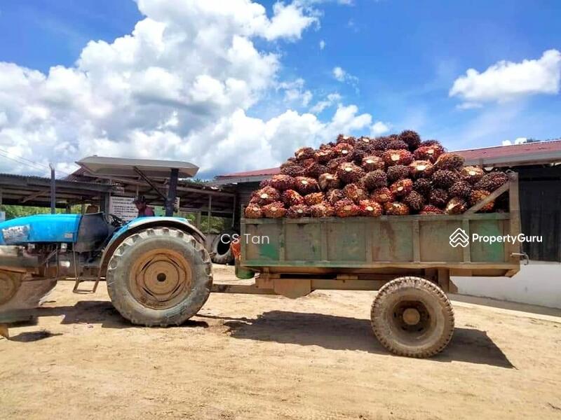 Sarawak Miri Tinjar Baram 6500 acres Palm Oil Land for SALE, Long