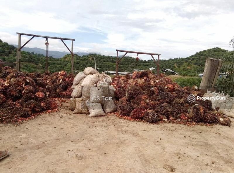 Sarawak Miri Tinjar Baram 6500 acres Palm Oil Land for SALE, Long