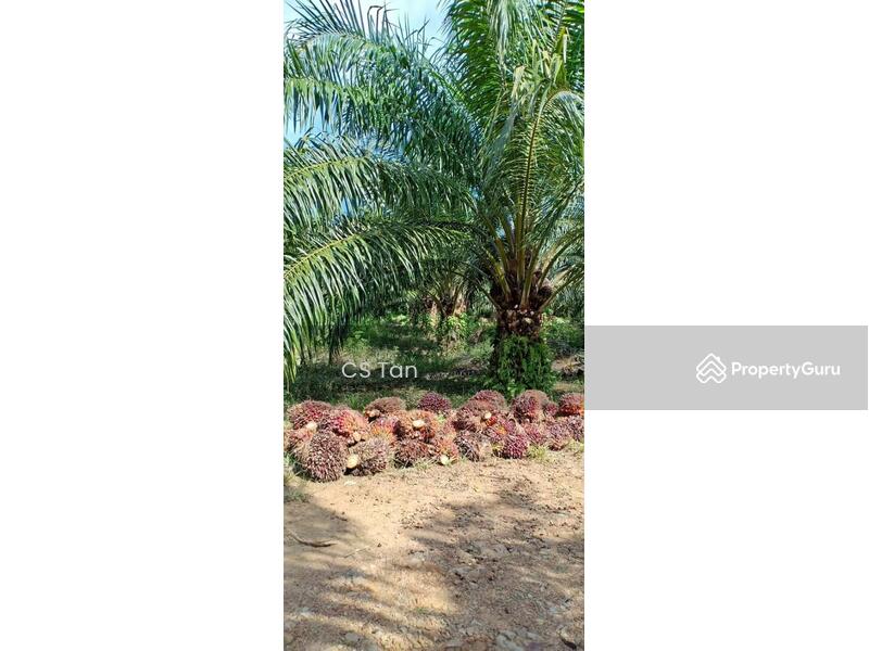 Sarawak Miri Tinjar Baram 6500 acres Palm Oil Land for SALE, Long