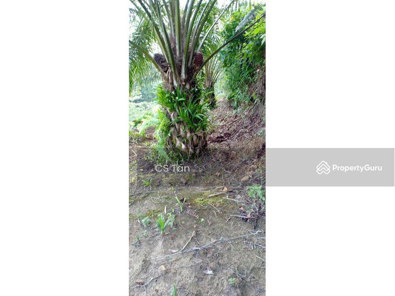 Sarawak Miri Tinjar Baram 6500 acres Palm Oil Land for SALE, Long