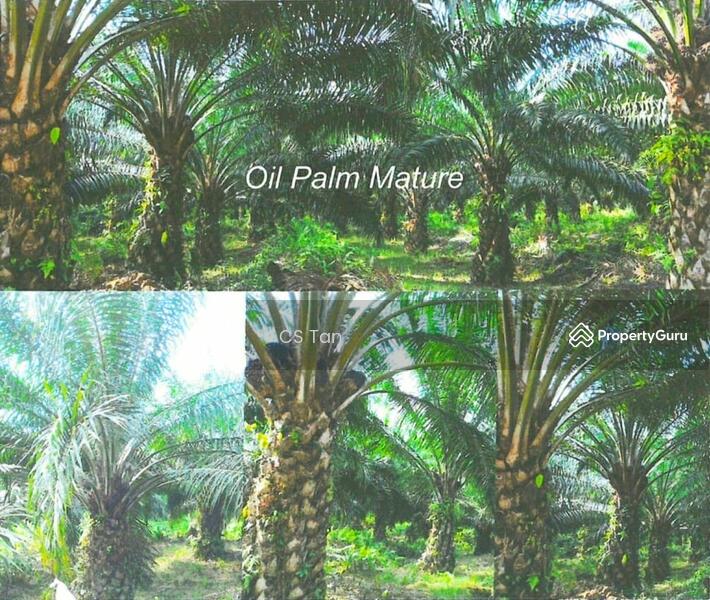 Sarawak Miri Tinjar Baram 6500 acres Palm Oil Land for SALE, Long