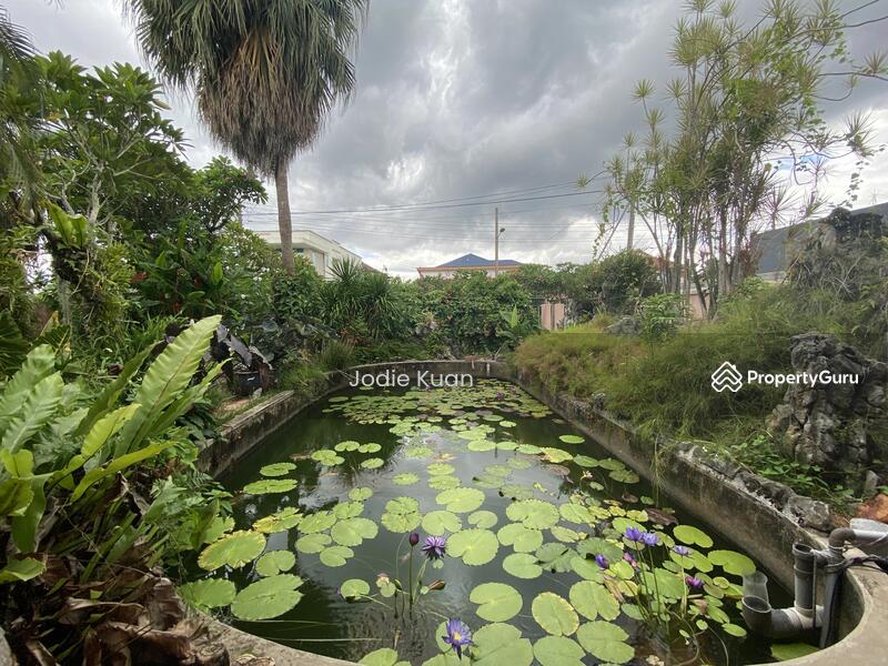 Lily Pond 