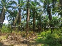 For Sale - For Sale Freehold Ipoh Gopeng Country Park Agricultural Land
