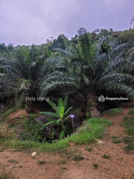 For Sale - Agriculture land at Gua Musang