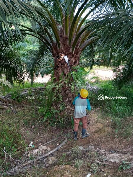 For Sale - Agriculture land at Gua Musang