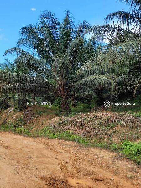 For Sale - Agriculture land at Gua Musang