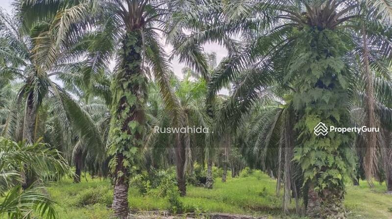Agricultural Land for Sale in Balik Pulau (Penang) - Ruswahida . - PropertyGuru.com.my