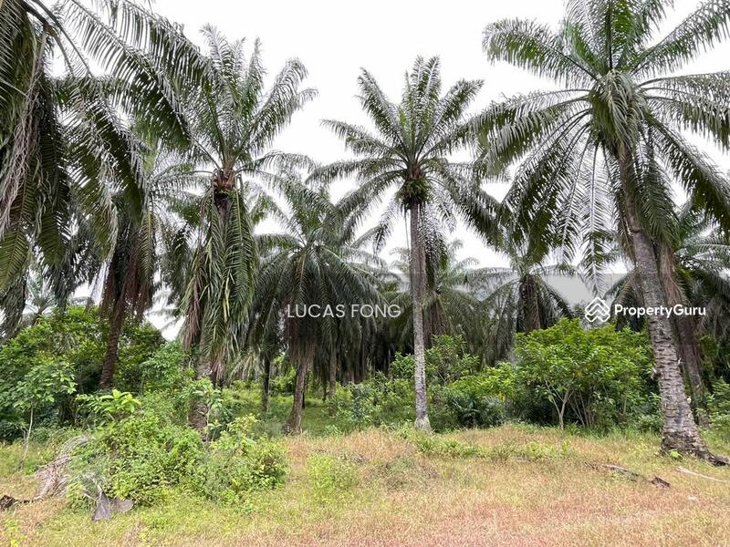 Sungai Siput 4.3acres Freehold Main Road Land For Sale, 出售霹雳和丰4.3