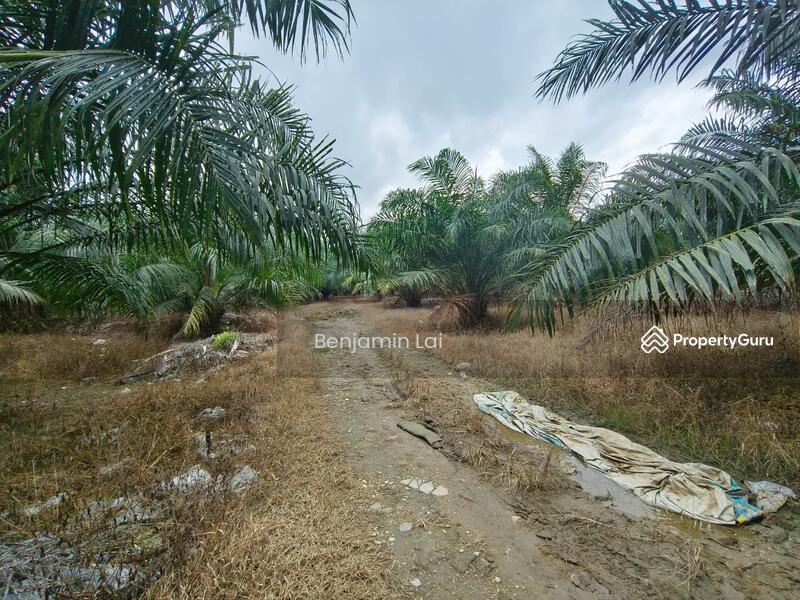 Pekan Jenjarom, Selangor Agriculture Land For Sale, Jenjarom, Kuala