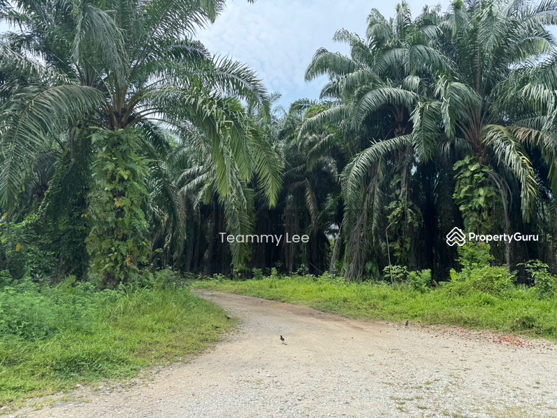 Untuk Disewa - 3 Acres Agricultural Land, Jalan Paip, Meru, Desa Bukit Nilam, Klang