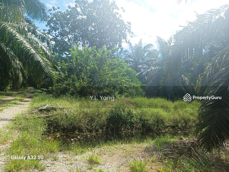Agricultural Land for Sale in Bukit Rotan (Kuala Selangor) - Y.L. Yong - PropertyGuru.com.my