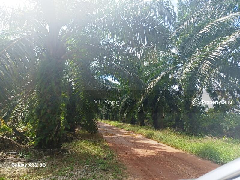 Agricultural Land for Sale in Bukit Rotan (Kuala Selangor) - Y.L. Yong - PropertyGuru.com.my