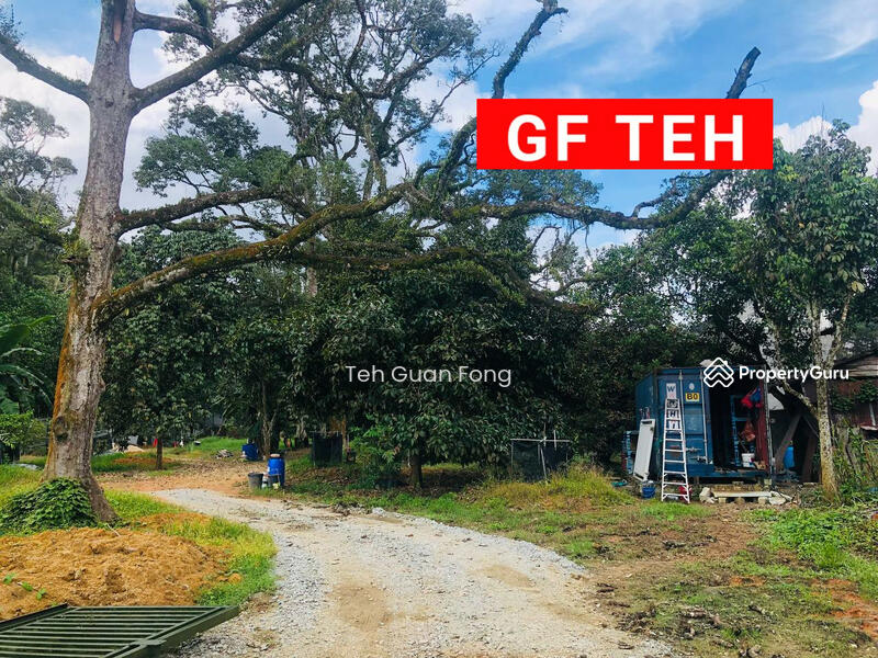 1.5 acre Agricultural Land Durian Farm Everything siap siap