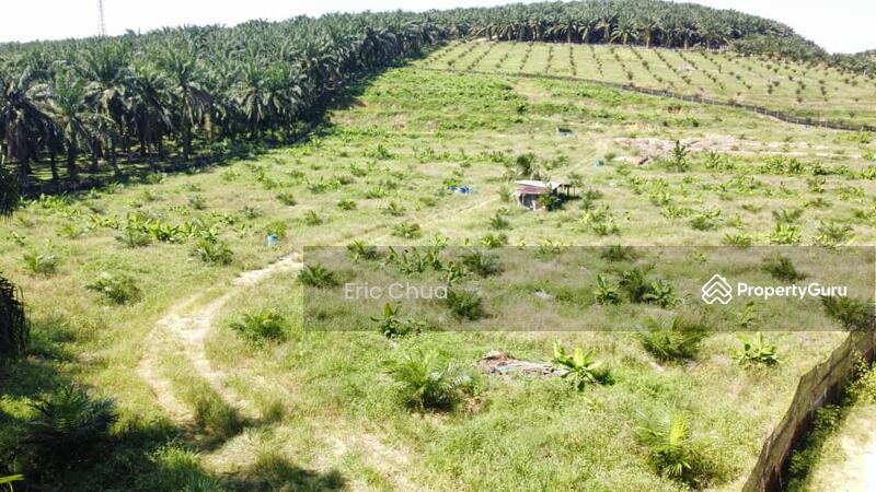 Untuk Dijual - 5.03749 acres new planted palm oil land at Siputeh,Perak