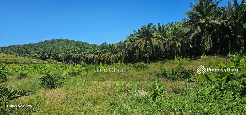 Untuk Dijual - 5.03749 acres new planted palm oil land at Siputeh,Perak