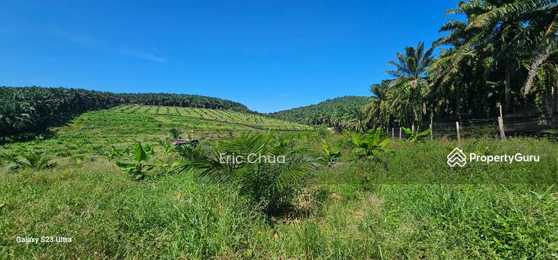 Untuk Dijual - 5.03749 acres new planted palm oil land at Siputeh,Perak