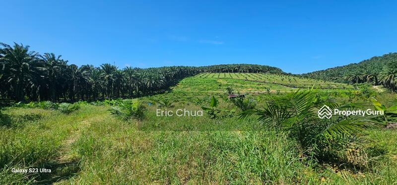 Untuk Dijual - 5.03749 acres new planted palm oil land at Siputeh,Perak