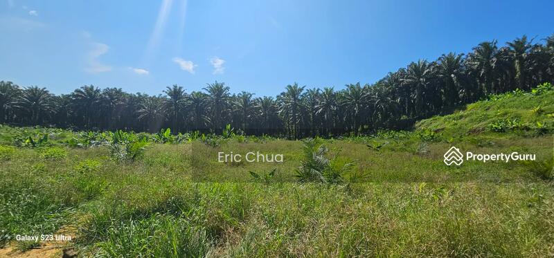 Untuk Dijual - 5.03749 acres new planted palm oil land at Siputeh,Perak
