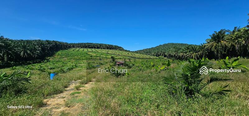 Untuk Dijual - 5.03749 acres new planted palm oil land at Siputeh,Perak