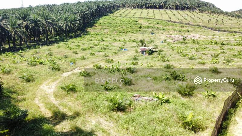 Untuk Dijual - 5.03749 acres new planted palm oil land at Siputeh,Perak