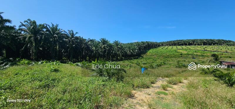 Untuk Dijual - 5.03749 acres new planted palm oil land at Siputeh,Perak