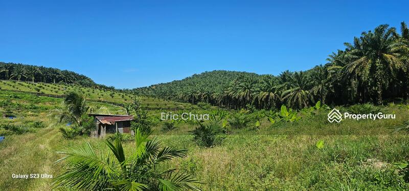 Untuk Dijual - 5.03749 acres new planted palm oil land at Siputeh,Perak