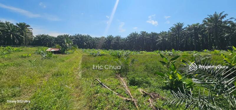 Untuk Dijual - 5.03749 acres new planted palm oil land at Siputeh,Perak