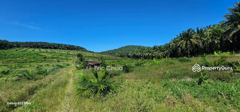 Untuk Dijual - 5.03749 acres new planted palm oil land at Siputeh,Perak