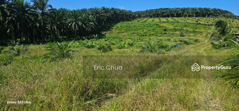 Untuk Dijual - 5.03749 acres new planted palm oil land at Siputeh,Perak