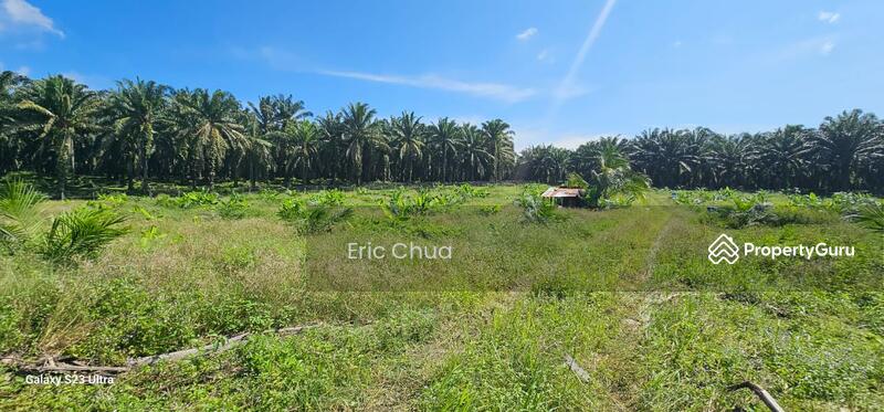 Untuk Dijual - 5.03749 acres new planted palm oil land at Siputeh,Perak