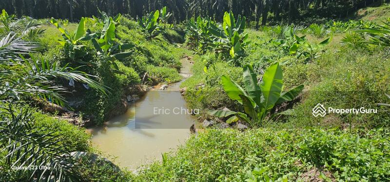 Untuk Dijual - 5.03749 acres new planted palm oil land at Siputeh,Perak