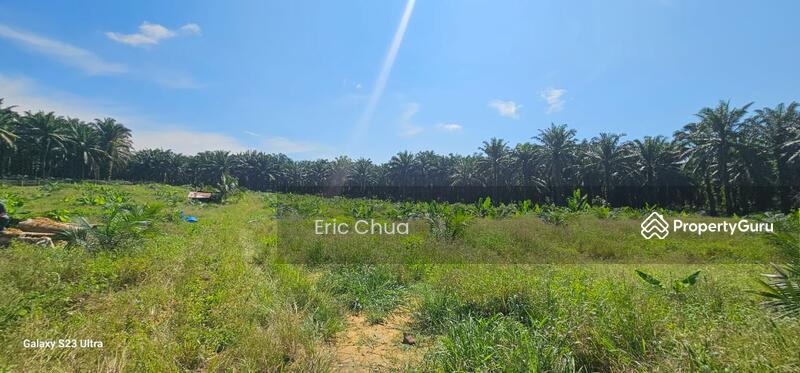 Untuk Dijual - 5.03749 acres new planted palm oil land at Siputeh,Perak