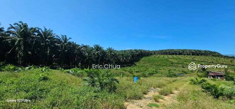 Untuk Dijual - 5.03749 acres new planted palm oil land at Siputeh,Perak