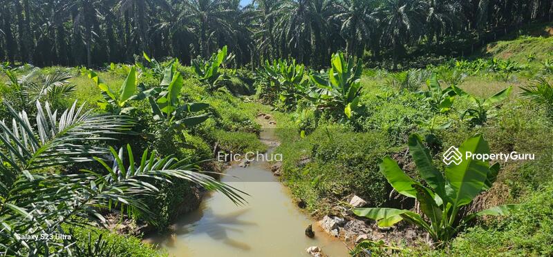 Untuk Dijual - 5.03749 acres new planted palm oil land at Siputeh,Perak