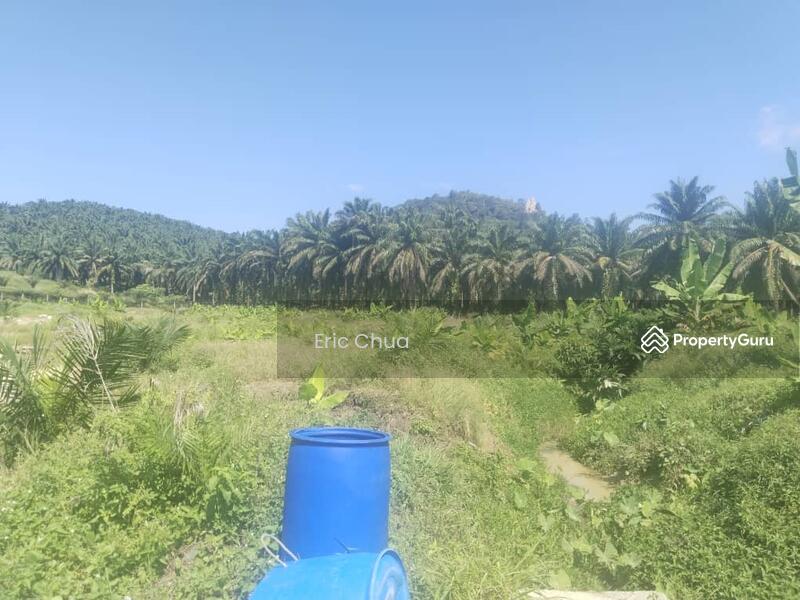 Untuk Dijual - 5.03749 acres new planted palm oil land at Siputeh,Perak