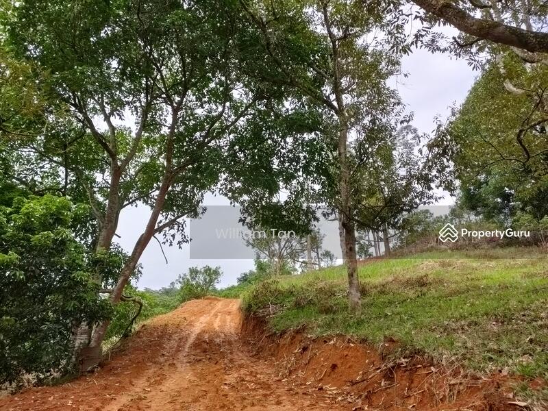 Old Photo after clearing (June 2020)