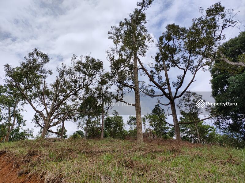 Old Photo after clearing (June 2020)