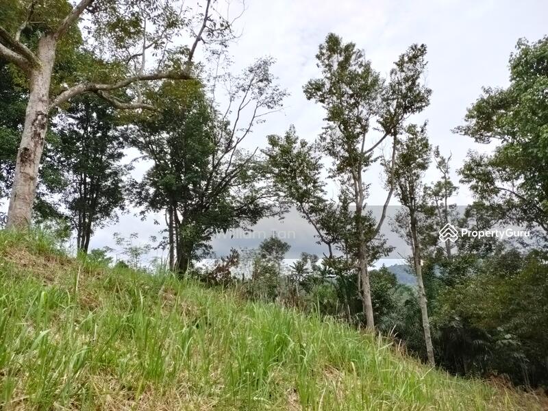 Old Photo after clearing (June 2020)