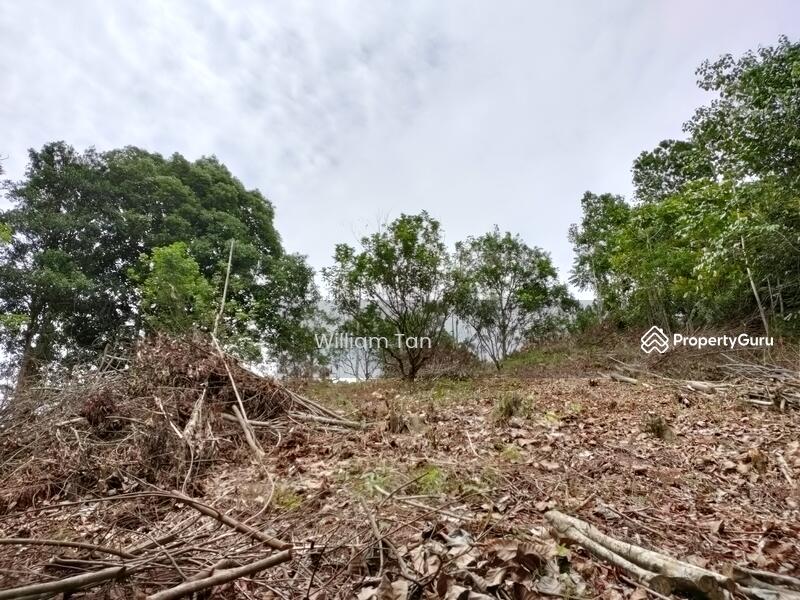 Old Photo after clearing (June 2020)