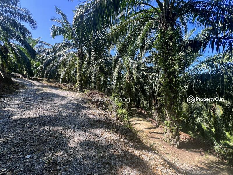 Sungai Siput Freehold Oil Palm Land, Kuala Kangsar, Perak
