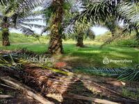 For Sale - TANAH KELAPA SAWIT UNTUK DIJUAL - DI AYER TAWAR, PERAK