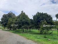 For Sale - Durian orchard at Telemong Karak Pahang