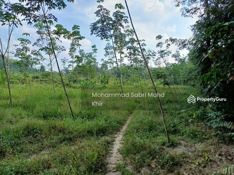 6.5 acres rubber plantation @ 750 rubber trees. 