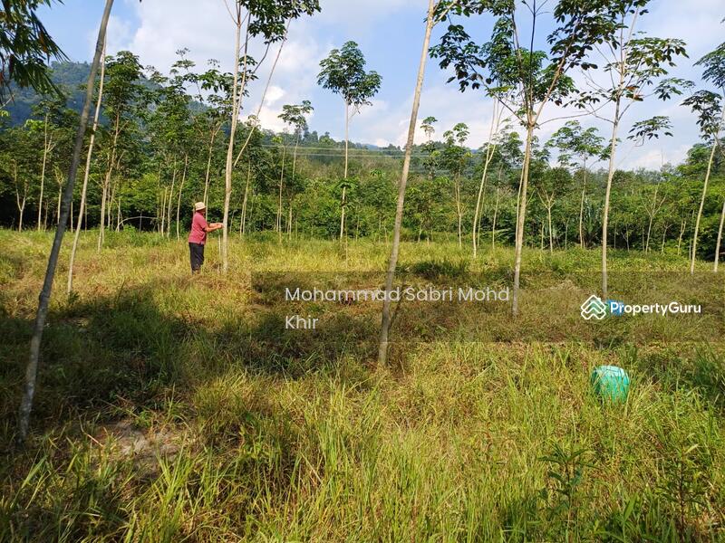 Replant rubber trees. 