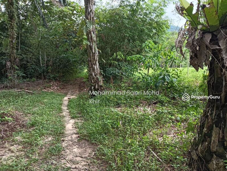 Access road to the plantation.
