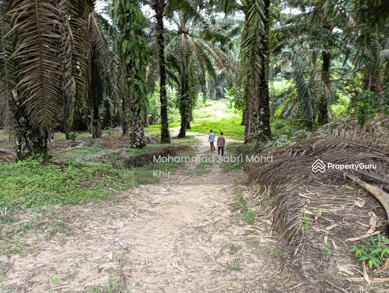The plantation easy to be accessed. 