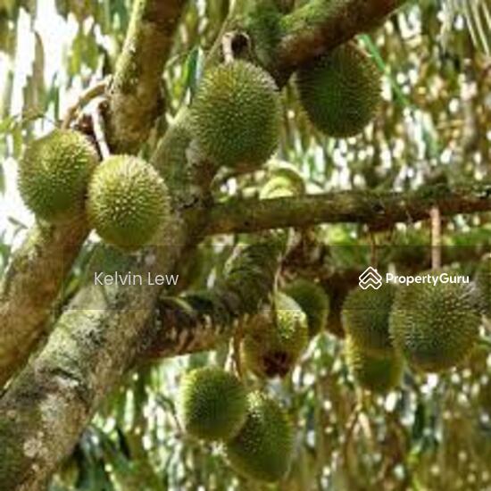 bentong, Pahang, Bentong, Pahang, , , Agricultural Land For Sale, by